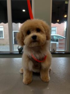 Dit vrolijke dametje was vandaag in de salon voor haar eerste puppytrimbeurt om te wennen. 😍🐾