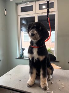 Guusje haar puberlook🥰 #bernerdoodle #doodle #hond #hondenhaar #hondensalon #trimsalon #trimsal